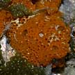 orange ascidians