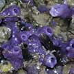 purple sponge