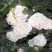 white ascidians