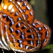 forest butterfly