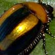 golden beetle