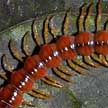 millipede