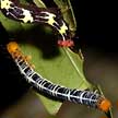 colourful caterpillars