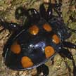 spotted beetle