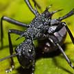 spiny ant