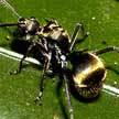 golden ant