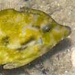 filefish