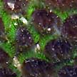 hard coral