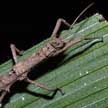 stick insect