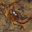 freshwater crab