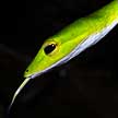 whip snake