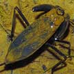 water scorpion