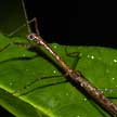 stick insect