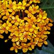 Ixora blossoms