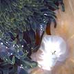 sea anemone