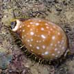 large cowrie