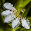 coastal plant flower