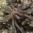 marine spider with breakfast