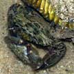 mating swimming crabs