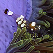 anemone shrimp on hantu