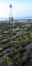 rich coral rubble area