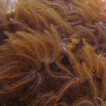Feathery Fall - Thin Washi Tape - Coral Brown – Linouspots