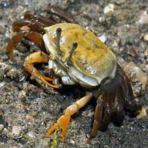 Fiddler crab (Uca) on the Shores of Singapore