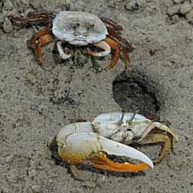 Fiddler crab (Uca) on the Shores of Singapore