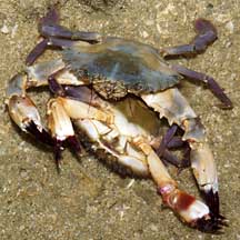 How do crabs mate?