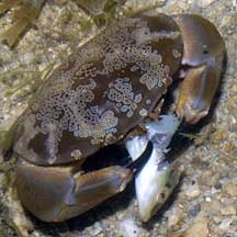 Details about   RARE Kaiyodo Epoch Toxic Floral Egg Crab Atergatis Floridas w/fish Figure 