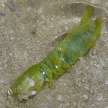 Crustaceans Mantis shrimp Gonodactylellus viridis 