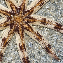 Luidia maculata - Eight-armed Sea Star - Taxo4254 - Wiki.nus