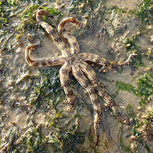 Luidia maculata - Eight-armed Sea Star - Taxo4254 - Wiki.nus