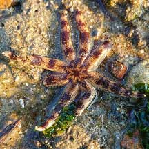 Luidia maculata - Eight-armed Sea Star - Taxo4254 - Wiki.nus