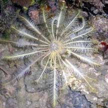 Heterometra crenulata - Graceful feather star - Taxo4254 - Wiki.nus