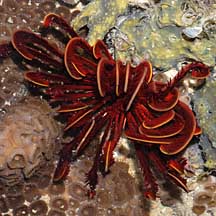 Heterometra crenulata - Graceful feather star - Taxo4254 - Wiki.nus