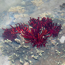 Heterometra crenulata - Graceful feather star - Taxo4254 - Wiki.nus