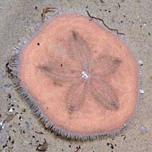 Sand dollars (Clypeasteroida) on Singapore shores