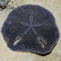 The peculiar life of a Pacific sand dollar - Sooke News Mirror