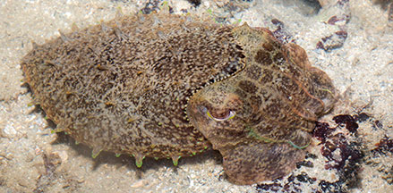Sepia latimanus - Broadclub Cuttlefish - Taxo4254 - Wiki.nus