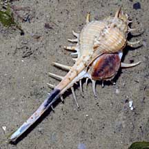 Mollusc with shell