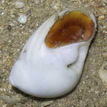 12 White Bubble MOON Sea Shells 2-4cm Dog Whelk 75g Crafts Polinices Mammilla 