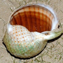 Banded Tun Shell