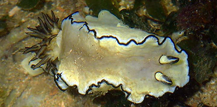 RARE Yujin Kaiyodo Glossodoris Atromarginata Nudibranch Sea Slug Figure Retired! 