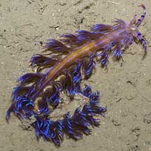 blue dragon nudibranch