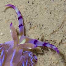 blue dragon nudibranch