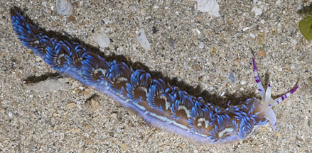 blue dragon nudibranch