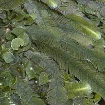 Green seaweeds (Chlorophyta) on the Shores of Singapore