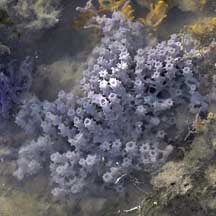 Tubular Sponge