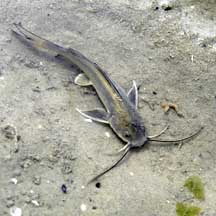 Catfish species found for first time in Singapore's only